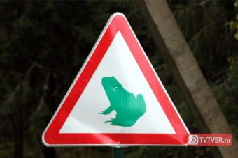 Жителей Тверской области просят пожалеть лягушек