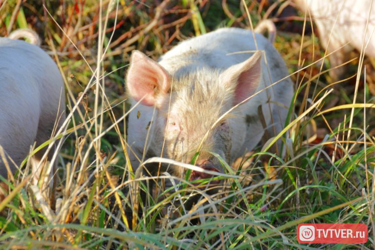 Тверская область заполонит Филиппины свининой, а Монголию - пломбиром