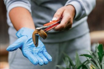 Дачников призвали готовиться к нашествию слизней с гельминтами