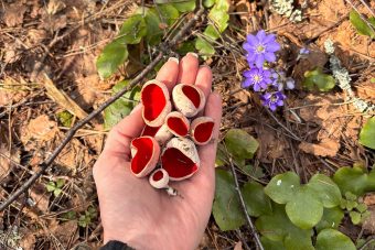 В Тверской области начался сезон сбора грибов В Тверской области начался сезон сбора грибов