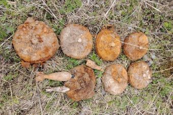 В Тверской области обнаружены 9 мин и ручная граната