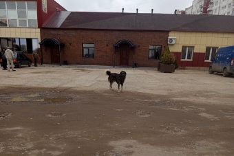 В Тверской области 2 собаки напали на девушку В Тверской области 2 собаки напали на девушку