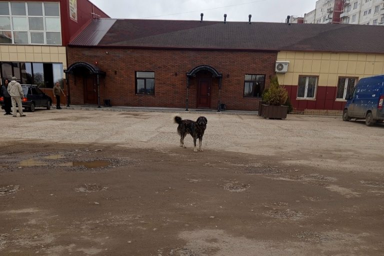 В Тверской области 2 собаки напали на девушку