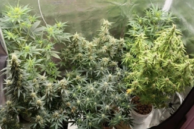 В Тверской области на проселочной дороге задержали наркоагронома