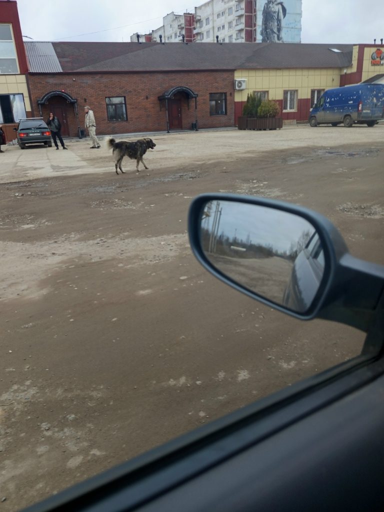 В Тверской области 2 собаки напали на девушку