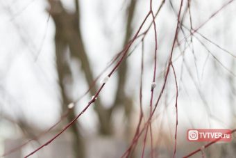 Вербное воскресенье: что нельзя делать, и о чём говорят приметы