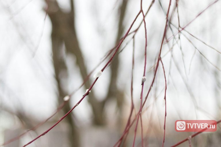 Вербное воскресенье: что нельзя делать, и о чём говорят приметы