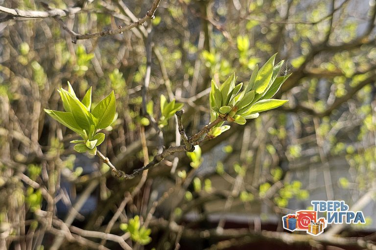 В «Тверьигре» участникам предстоит определить весеннее растение