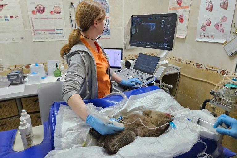 В Тверской области биологи спасают медвежонка, покусанного клещами и собаками