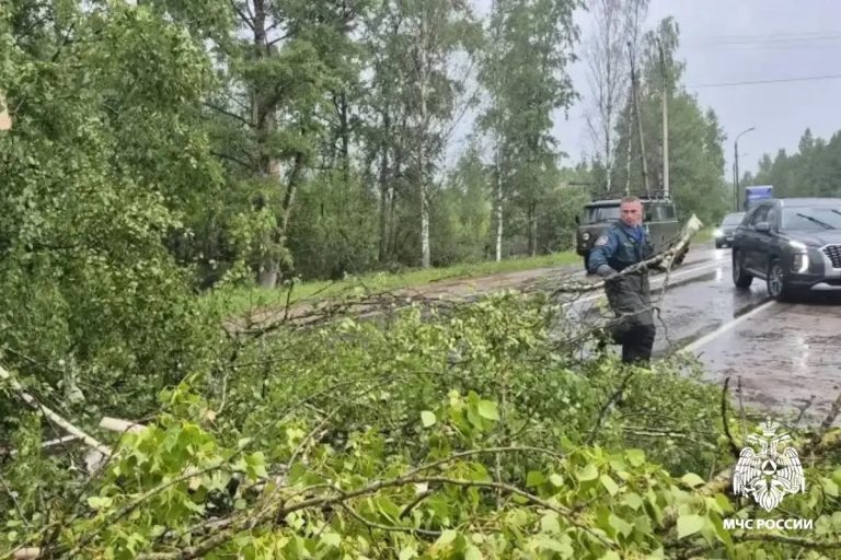 В Тверской области дорогу завалило деревьями