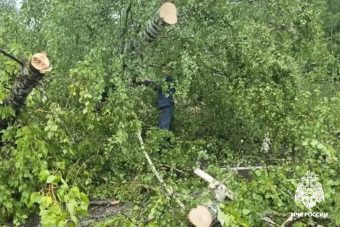 В Тверской области дорогу завалило деревьями