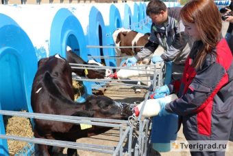 Почему тверские школьники стремятся провести каникулы на ферме