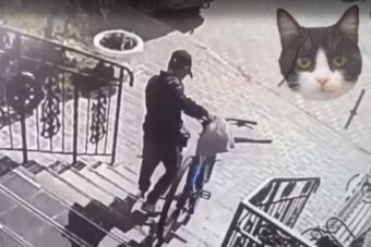 Кот попался на краже дорогого велосипеда в Твери
