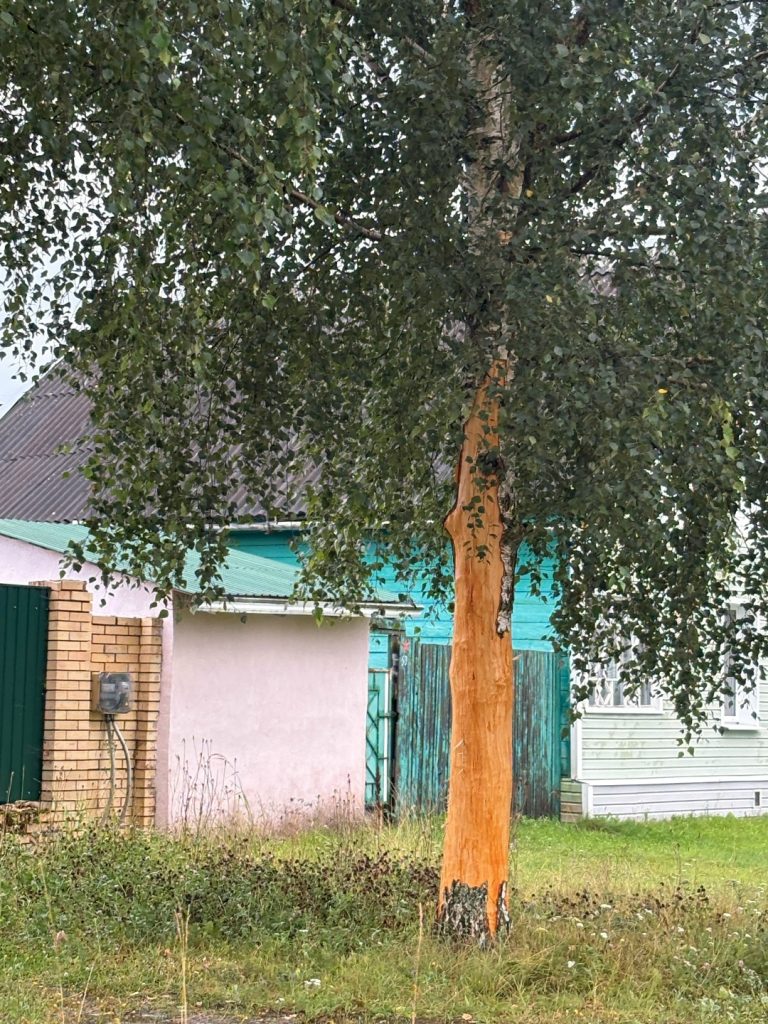 В Тверской области град уничтожил огороды, молния раздела дерево, машины тонули