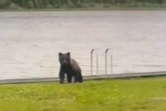 В Тверской области любопытный медвежонок познакомился с городской жизнью В Тверской области любопытный медвежонок познакомился с городской жизнью