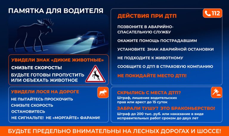 Минприроды предупредило об опасности встречи с животными на дорогах Тверской области