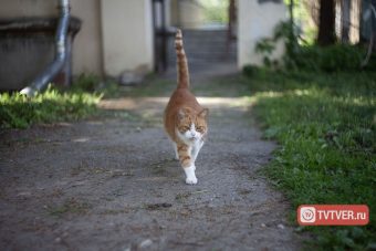 Авито обновил «ХвостРадар»: ИИ теперь следит за объявлениями 24/7 и ищет питомцев по фото в обе стороны