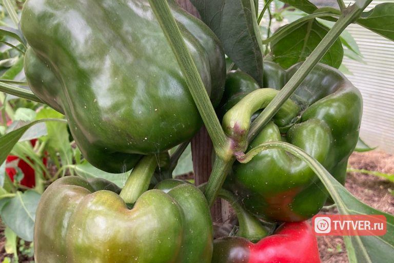 Названы обязательные для осеннего питательного рациона продукты