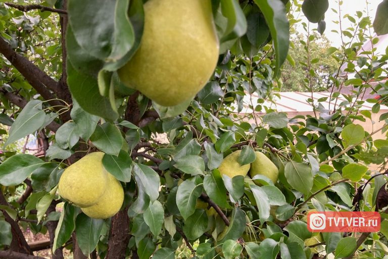 Названы обязательные для осеннего питательного рациона продукты