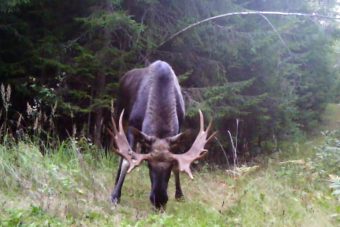 Лось в поисках самки попал в объектив фотоловушки в Тверской области