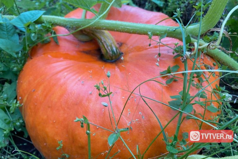 Названы обязательные для осеннего питательного рациона продукты